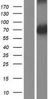 Phosphoglucomutase 5 (PGM5) Human Over-expression Lysate