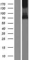 CUZD1 Human Over-expression Lysate