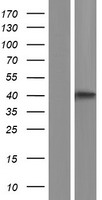 GBGT1 Human Over-expression Lysate