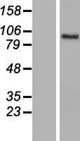 Brevican (BCAN) Human Over-expression Lysate
