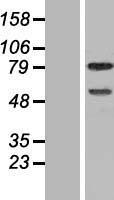 DEF6 Human Over-expression Lysate