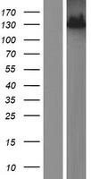 RNF123 Human Over-expression Lysate