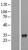PHD3 (EGLN3) Human Over-expression Lysate