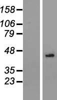 NSUN3 Human Over-expression Lysate