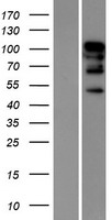 RBM26 Human Over-expression Lysate
