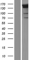 PRDM16 Human Over-expression Lysate