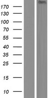 KIF13A Human Over-expression Lysate