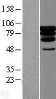 PCIF1 Human Over-expression Lysate