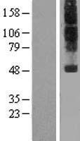 NPFF1 Receptor (NPFFR1) Human Over-expression Lysate