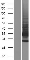 TMBIM1 Human Over-expression Lysate