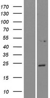 NPVF Human Over-expression Lysate