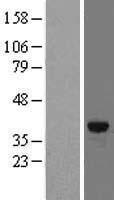 FN3K Human Over-expression Lysate