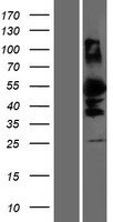 DMRTA1 Human Over-expression Lysate