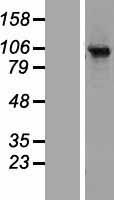 Rabenosyn 5 (RBSN) Human Over-expression Lysate