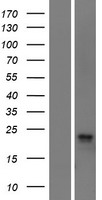 C11orf24 Human Over-expression Lysate