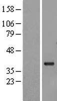 G protein beta subunit like (MLST8) Human Over-expression Lysate