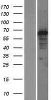 DNAJC1 Human Over-expression Lysate
