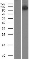 MMS19 Human Over-expression Lysate