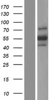 DPEP2 Human Over-expression Lysate