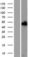 NXN Human Over-expression Lysate