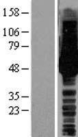 HS1BP3 Human Over-expression Lysate