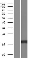 ITGB1BP1 Human Over-expression Lysate