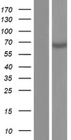 MMP25 Human Over-expression Lysate