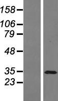 PAG608 (ZMAT3) Human Over-expression Lysate