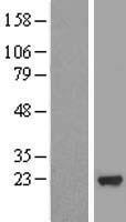 MRPS25 Human Over-expression Lysate