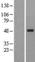 ACTR6 Human Over-expression Lysate