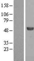 ALDH8A1 Human Over-expression Lysate
