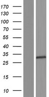 HLA-DRB3 Human Over-expression Lysate