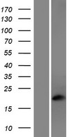 PHOS (PDC) Human Over-expression Lysate