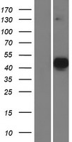 NEUROD6 Human Over-expression Lysate