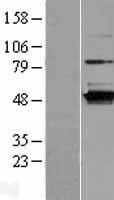RUSF1 Human Over-expression Lysate