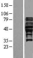 FAM113A (PCED1A) Human Over-expression Lysate