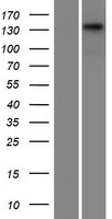 CCDC136 Human Over-expression Lysate