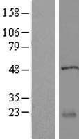 RABL5 (IFT22) Human Over-expression Lysate