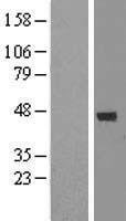 DEM1 (EXO5) Human Over-expression Lysate
