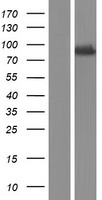 TBC1D15 Human Over-expression Lysate