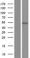 CDC25C Human Over-expression Lysate