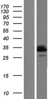 UCP3 Human Over-expression Lysate