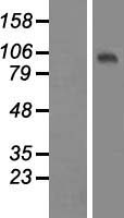 TUT1 Human Over-expression Lysate