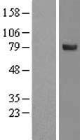 SPATA20 Human Over-expression Lysate