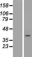 ARMCX5 Human Over-expression Lysate