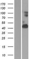 VWA1 Human Over-expression Lysate