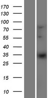 ELOVL1 Human Over-expression Lysate