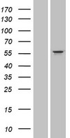 CYP3A43 Human Over-expression Lysate