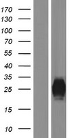 PLA2G2F Human Over-expression Lysate