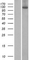 ZSWIM4 Human Over-expression Lysate
